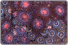 TOP 50 Zoanthid